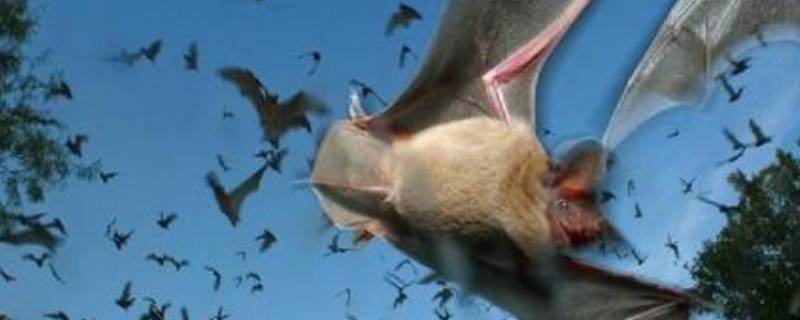 蝙蝠是一种小型兽类吗（蝙蝠是一种小型兽类吗）