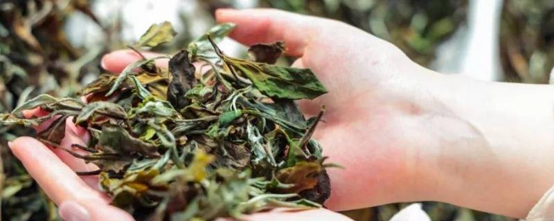 白茶由来 白茶的发源