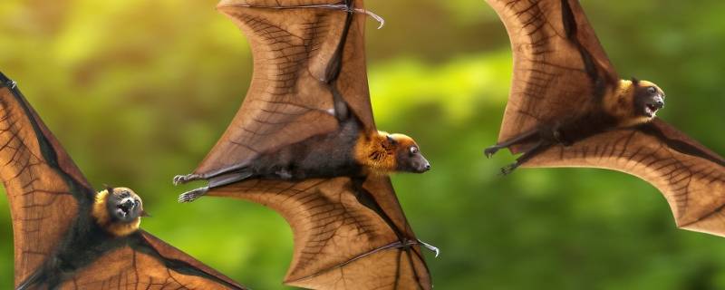 蝙蝠由来 蝙蝠是什么演变而来的