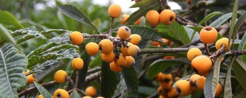 枇杷寓意（国画枇杷寓意）