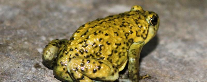 蛙的种类 蛙的种类图片