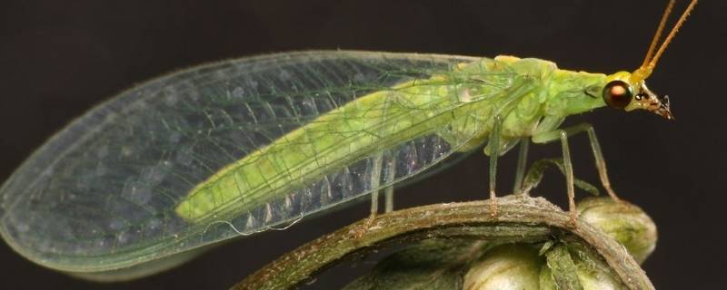 草蛉虫咬人吗（草蛉虫咬人吗 视频）