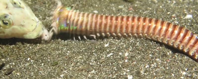 博比特虫有多长（博比特虫最长能长达多少米）