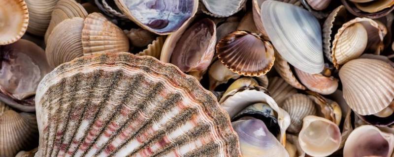 贝壳的颜色有哪些 贝壳的颜色有哪些四字成语