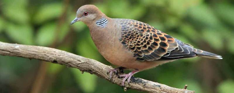 斑鸠是国家二级保护动物吗（养一只斑鸠判几年）