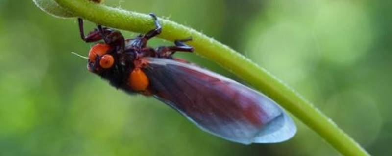 蝉的由来 蝉的由来的传说