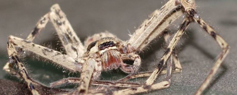 白额高脚蛛咬人吗（白额高脚蛛会记仇吗）