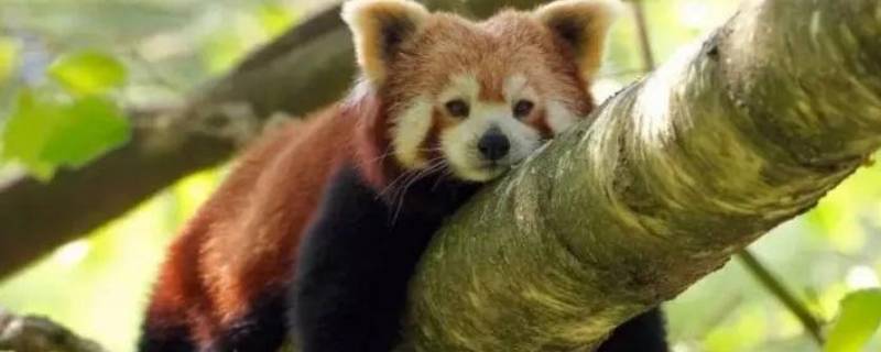 小熊猫吃什么（大熊猫吃什么食物）