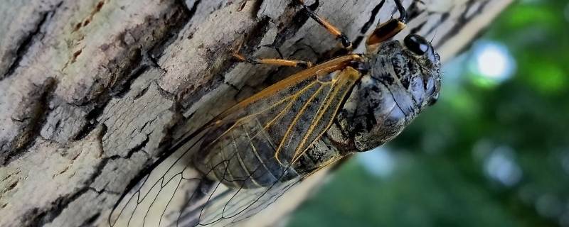 蝉鸣是什么季节 鸟语蝉鸣是什么季节