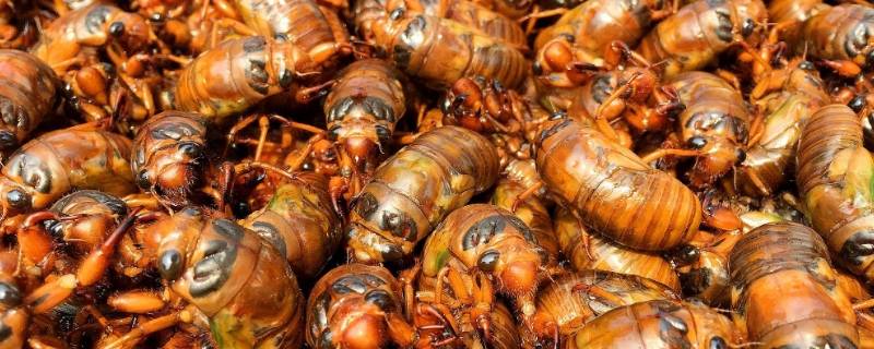 蝉的幼虫叫啥 蝉的幼虫叫啥山东