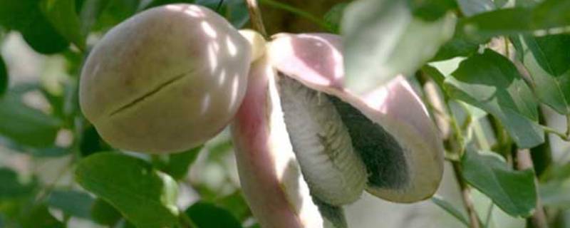 八月果子怎么吃（八月果子怎么吃最好）