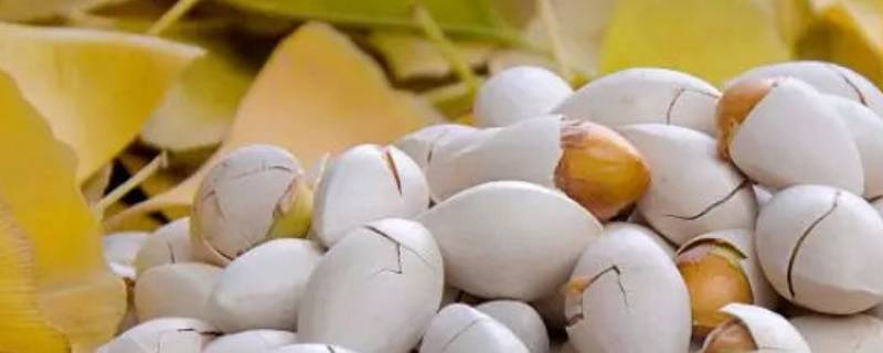 白果树的果实能吃吗（白果树的果子有什么用处）