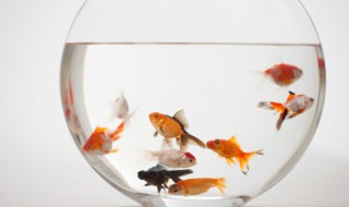 如何养好鱼缸里的水（怎样养好鱼缸里的水）