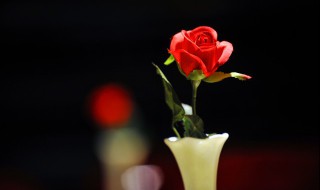 送老婆什么鲜花好（送老婆鲜花应该送什么）