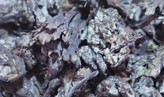 干巴菌怎样清洗干净 干巴菌怎样清洗干净视频