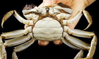 螃蟹怎样清洗才干净好（螃蟹怎样清洗才干净好吃）