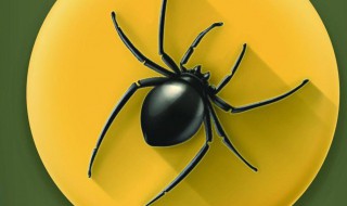 家里有蜘蛛网是吉是凶（家里有蜘蛛网是吉是凶呢）