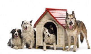 狗死在家里有忌讳嘛（狗死在家里有忌讳嘛为什么）