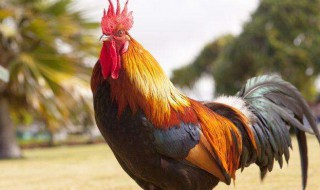公鸡啄人有什么兆头 公鸡啄人是吉还是凶