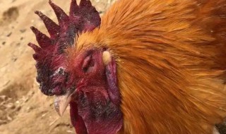 肉髯是哪个部位 肉髯是什么