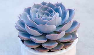 如何养好蓝色惊喜 蓝色惊喜怎么养