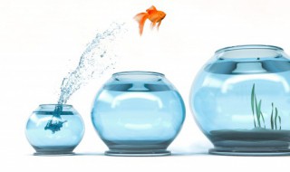 如何才能把鱼缸的水养好 如何才能把鱼缸的水养好一点