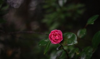 开业送什么花最吉利（开业送什么花最吉利?具有美好寓意的植物品种推荐）