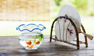 养鱼法则如何养好自己家里鱼（养鱼法则如何养好自己家里鱼的鱼）