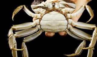 去买螃蟹要怎么挑（去买螃蟹要怎么挑选）