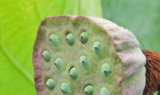 莲蓬可以放冰箱吗 莲蓬可以放冰箱吗?