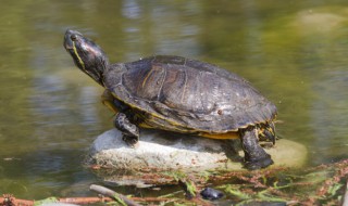 甲鱼可以放冰箱吗 甲鱼可以放冰箱吗夏天