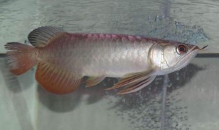 如何挑选金龙鱼幼仔 如何挑选金龙鱼幼仔图片