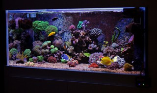 鱼缸里的珊瑚怎么清洗 鱼缸里的珊瑚怎样清洗