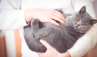 猫奴是什么意思（猫奴是什么意思呀）