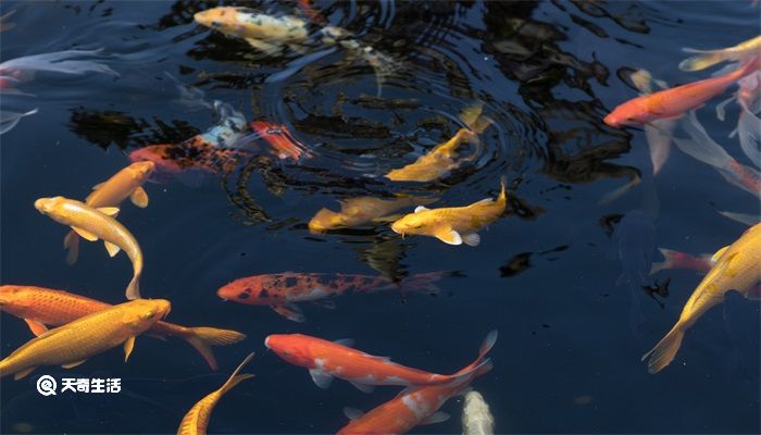 金鱼除了吃鱼食还可以吃什么 金鱼除了吃鱼食还能吃什么