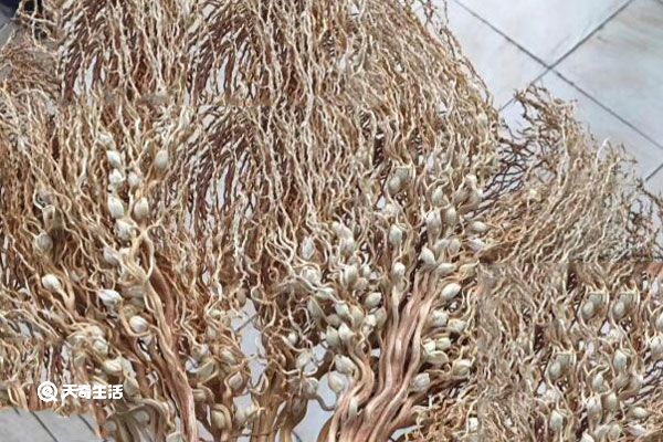 槟榔花的功效与作用 槟榔花有什么功效