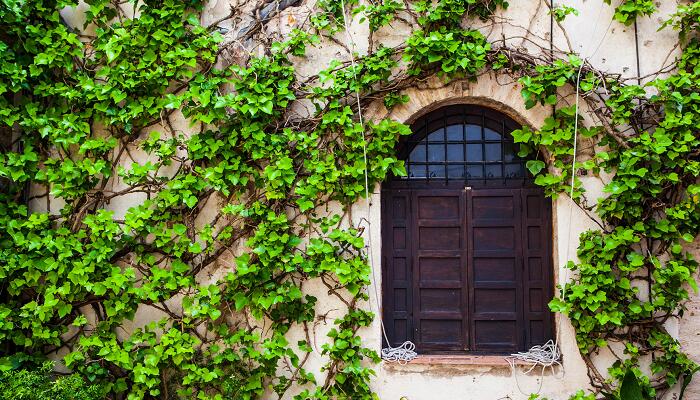 爬山虎的脚课文 爬山虎的脚课文是什么