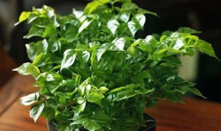 室内幸福树怎么养才能更旺盛 室内幸福树多长时间浇一次水