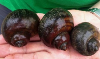 田螺能吃吗有寄生虫吗 田螺煮熟了还有寄生虫吗