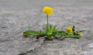 蒲公英的根能吃吗（蒲公英的根能吃吗怎么吃）