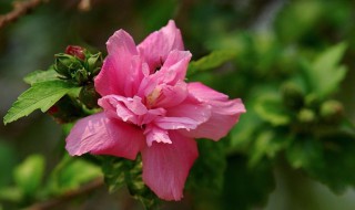 木槿花能吃吗（木槿花能吃吗有什么功效）