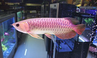 金龙鱼能吃吗（金龙鱼能吃吗,怎么做好吃）