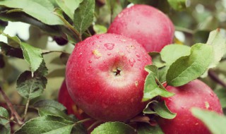 苹果氧化了还能吃吗 苹果氧化了还能吃吗图片