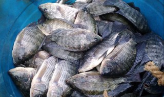 罗非鱼能吃吗（红色的罗非鱼能吃吗）