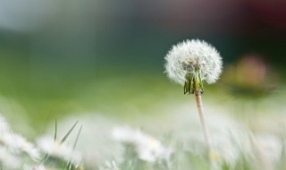 蒲公英花能吃吗 新鲜的蒲公英花能吃吗