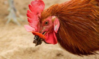 鸡冠子能不能吃 鸡冠子能不能吃?