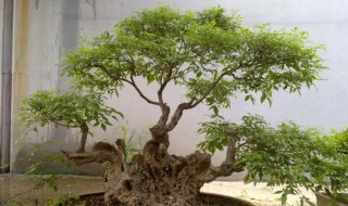 黄荆树桩盆景怎样栽种 黄荆树桩盆景怎样栽种七