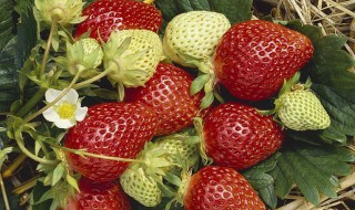 草莓如何种植结的果又大又多（草莓如何种植结的果又大又多呢）