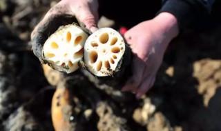 藕怎么种出来（藕怎么种出来荷花）