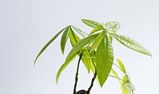怎样养发财树才能又绿又旺盛（救活发财树的简单方法）